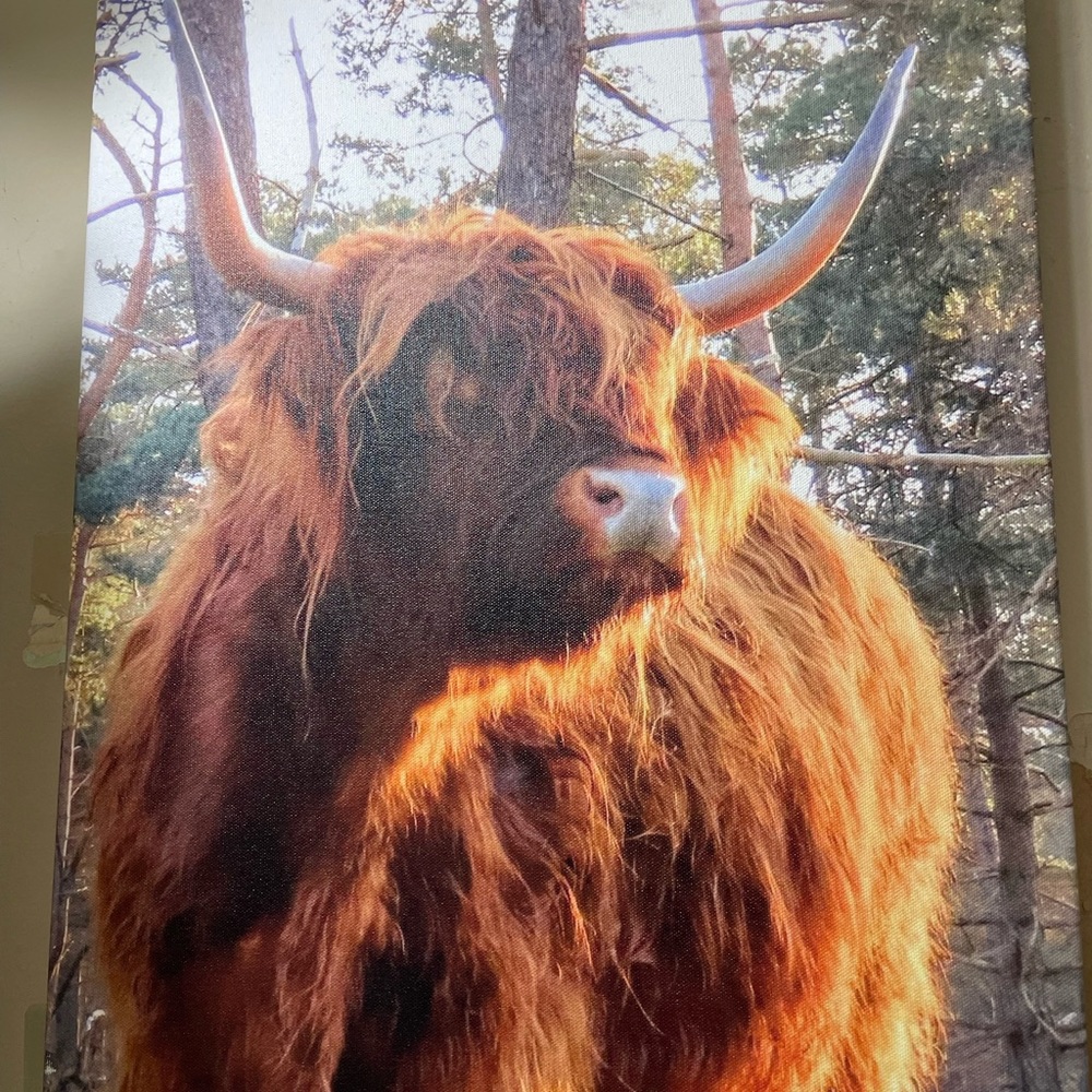 Beautiful Bull